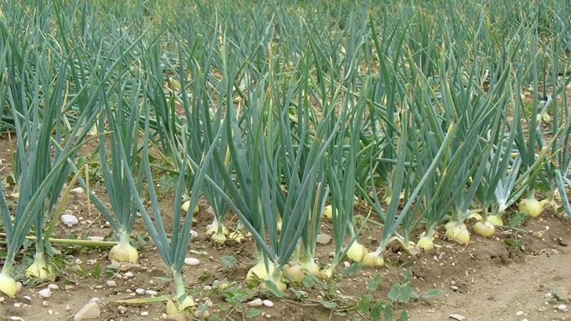 A practical guide to growing garlic in a greenhouse: a technique from experienced gardeners