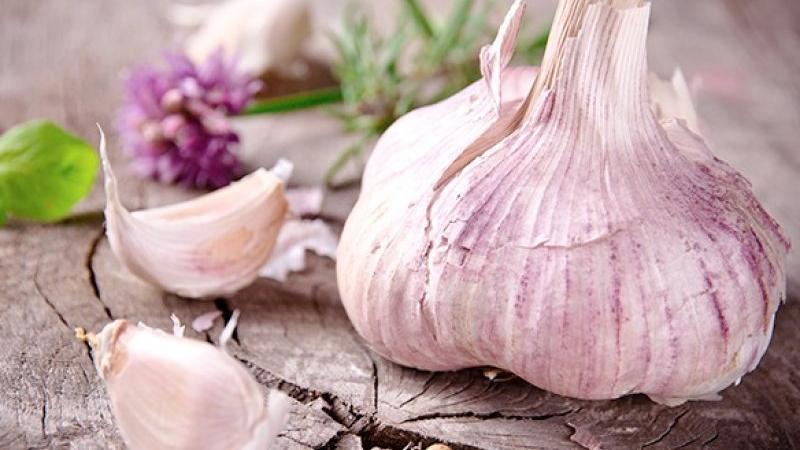 A practical guide to growing garlic in a greenhouse: a technique from experienced gardeners