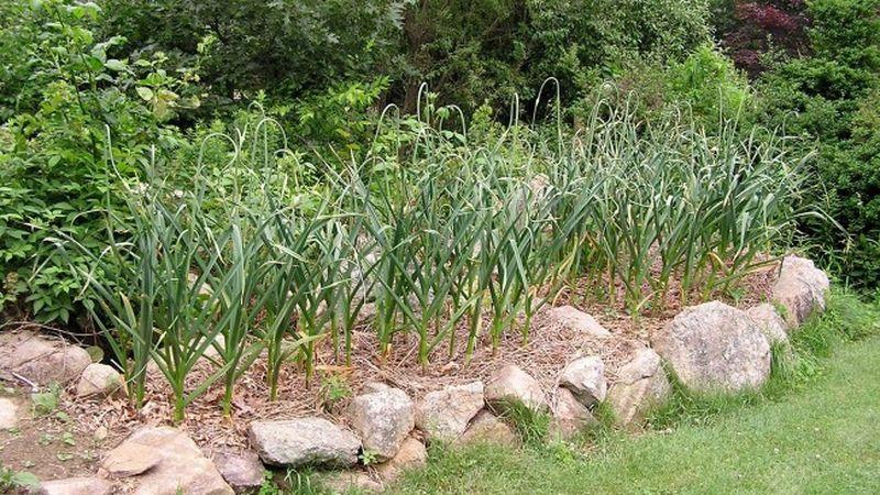 A practical guide to growing garlic in a greenhouse: a technique from experienced gardeners