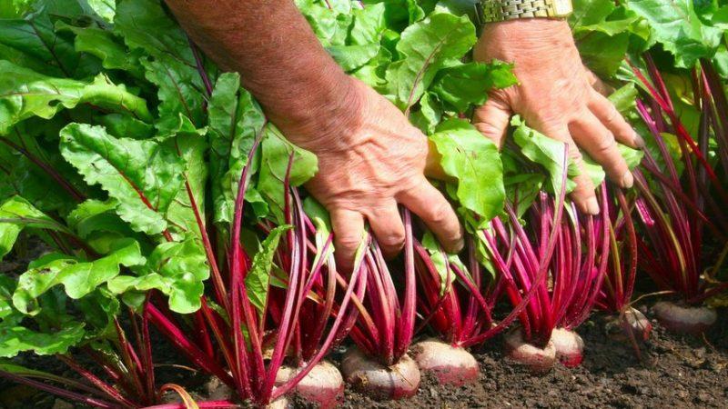 Rules for obtaining a rich harvest of beets: growing in the open field and care
