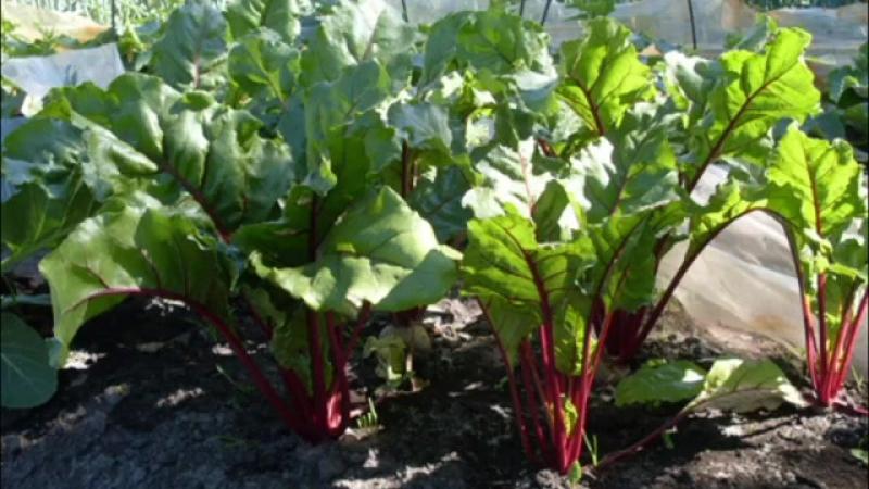 Rules for obtaining a rich harvest of beets: growing in the open field and care