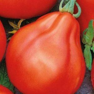 We grow a rich harvest of sweet and juicy tomatoes: tomato Truffle red - characteristics and description of the variety