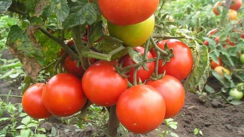 Rating of the 15 best varieties of low-growing tomatoes for greenhouses: choose the right one in all respects