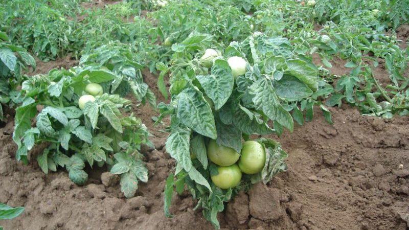 Rating of the 15 best varieties of low-growing tomatoes for greenhouses: choose the right one in all respects