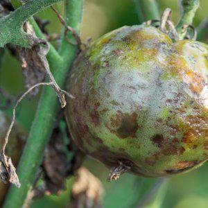 The best varieties of greenhouse tomatoes that are resistant to late blight