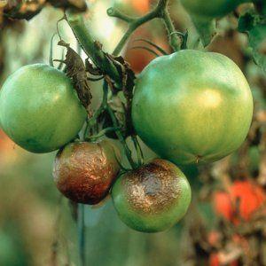 The best varieties of greenhouse tomatoes that are resistant to late blight