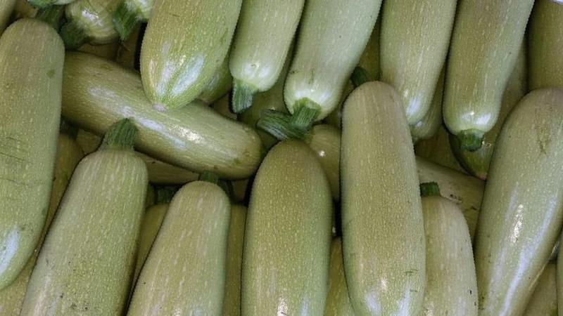 We save the harvest until spring: how to store zucchini for the winter correctly and what conditions need to be created for vegetables