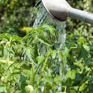 Secrets of caring for tomatoes to increase yields: how to feed tomatoes during flowering and fruiting