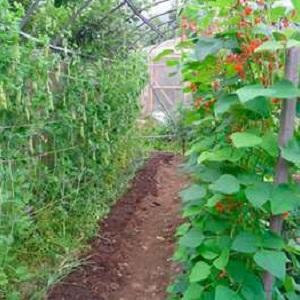 Secrets of growing peas in the open field and in the greenhouse