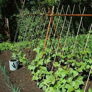 Secrets of growing peas in the open field and in the greenhouse