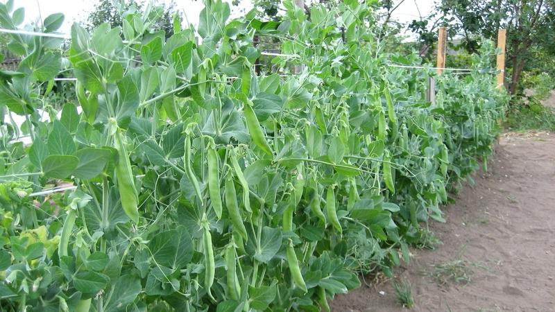 Secrets of growing peas in the open field and in the greenhouse