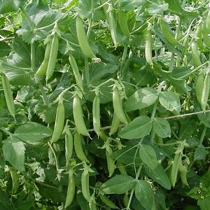 Secrets of growing peas in the open field and in the greenhouse