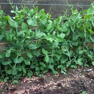 Secrets of growing peas in the open field and in the greenhouse