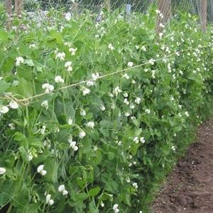 Secrets of growing peas in the open field and in the greenhouse