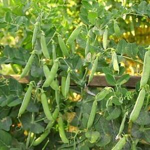 Secrets of growing peas in the open field and in the greenhouse