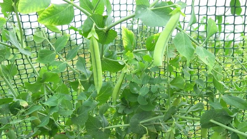 Secrets of growing peas in the open field and in the greenhouse