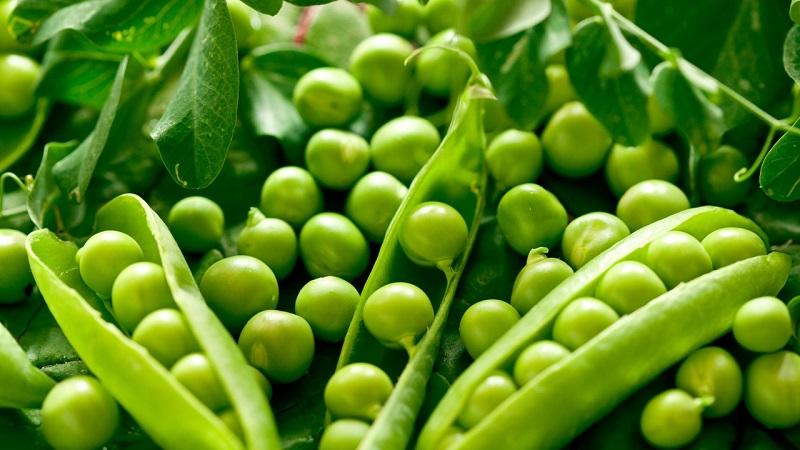 We preserve the taste and useful properties all year round: pea pods - recipes for the winter from experienced housewives