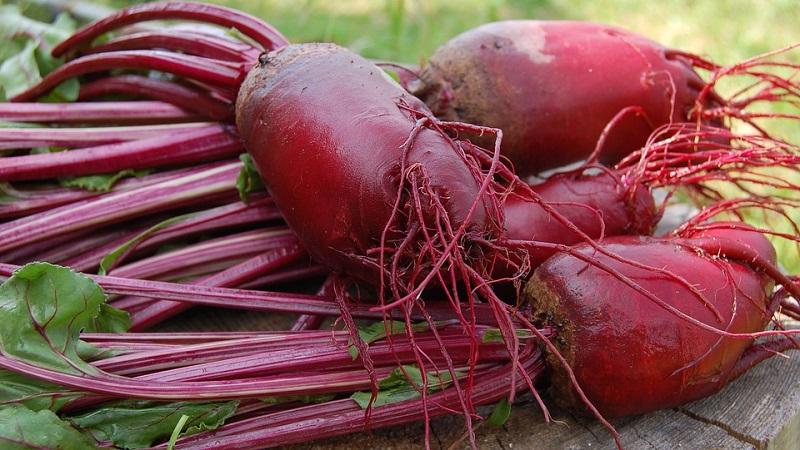 Fresh vegetables all year round - how to store beets in a cellar in winter: create ideal conditions and avoid product spoilage