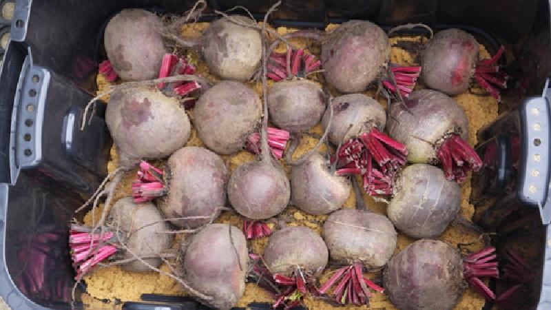 Fresh vegetables all year round - how to store beets in a cellar in winter: create ideal conditions and avoid product spoilage