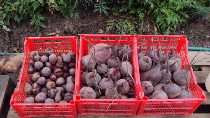Fresh vegetables all year round - how to store beets in a cellar in winter: create ideal conditions and avoid product spoilage