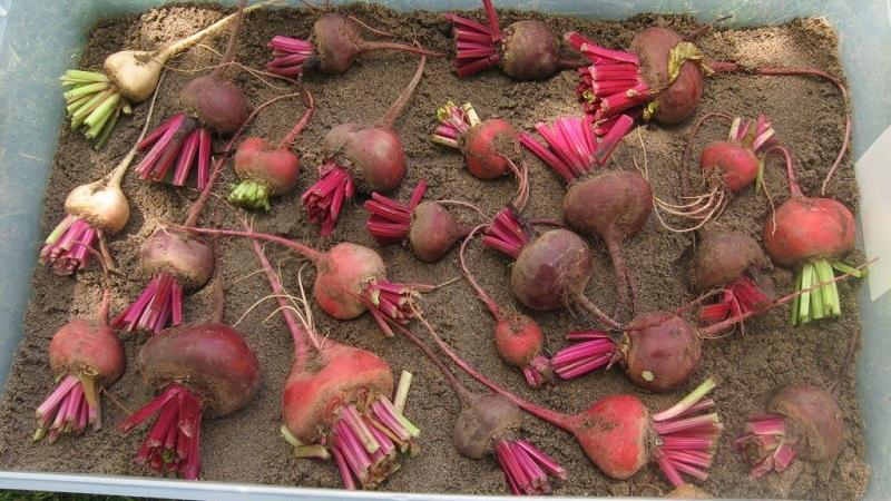 Fresh vegetables all year round - how to store beets in a cellar in winter: create ideal conditions and avoid product spoilage