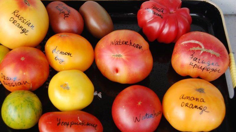 Top 15 sweetest tomato varieties for greenhouses: an overview of the best and help in choosing the right type