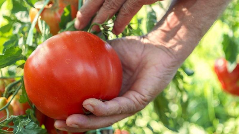Top 20 best super early varieties of tomatoes for open ground: choosing the right one together