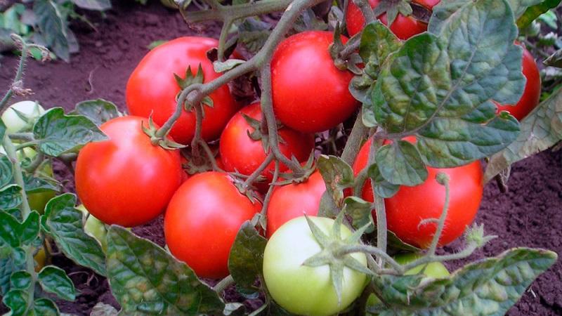 Top 20 best super early varieties of tomatoes for open ground: choosing the right one together