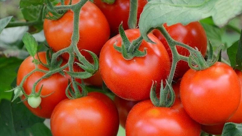 Top 20 best super early varieties of tomatoes for open ground: choosing the right one together