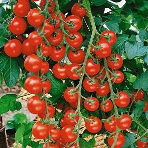 Top 20 best super early varieties of tomatoes for open ground: choosing the right one together