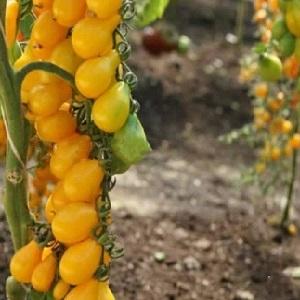 Top 20 best super early varieties of tomatoes for open ground: choosing the right one together