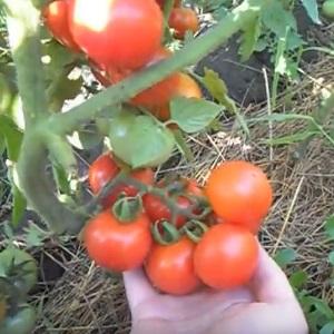 Top 20 best super early varieties of tomatoes for open ground: choosing the right one together
