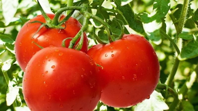 Top 20 best super early varieties of tomatoes for open ground: choosing the right one together