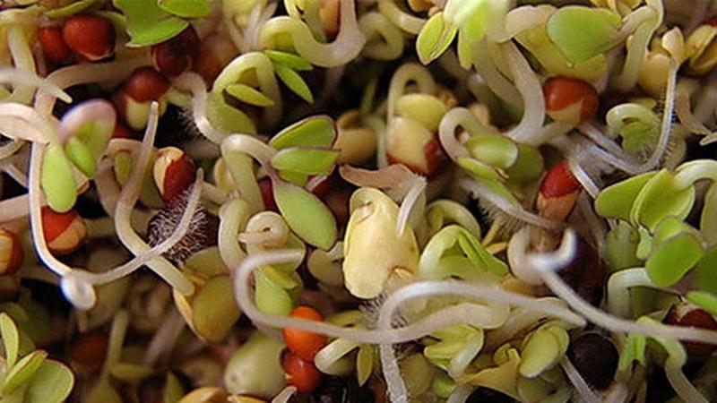 Harvest all year round without leaving your home: how to grow peas at home on a windowsill and what you need for this