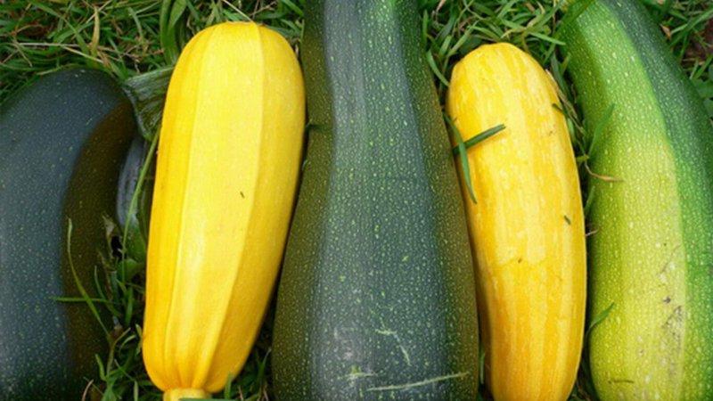 What and how to store zucchini for a long time - we create ideal conditions