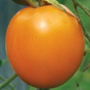 A bright variety with a rich harvest and rich taste - Eldorado tomato and the peculiarities of its cultivation