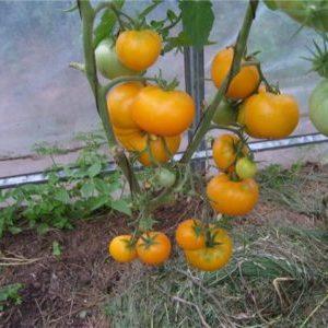 A bright variety with a rich harvest and rich taste - Eldorado tomato and the peculiarities of its cultivation
