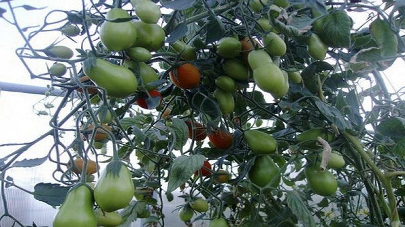 What are tomatoes: key differences and features of choice
