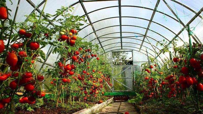 What are tomatoes: key differences and features of choice