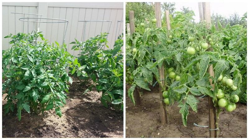 What are tomatoes: key differences and features of choice