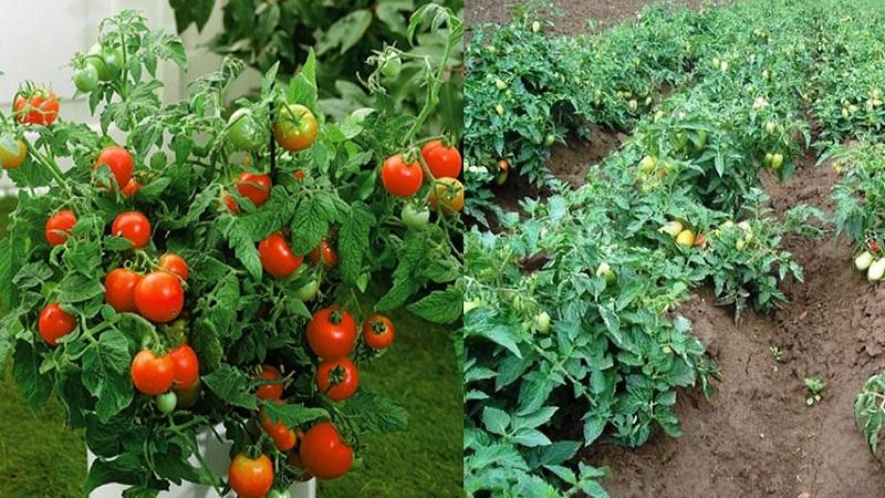 What are tomatoes: key differences and features of choice