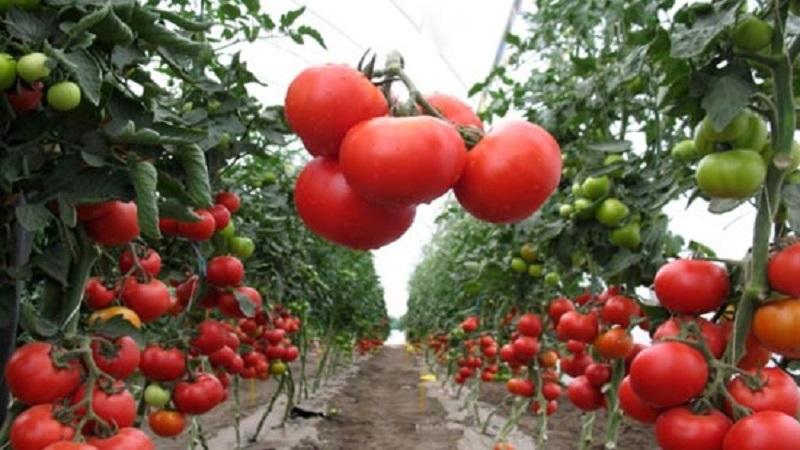 What are tomatoes: key differences and features of choice