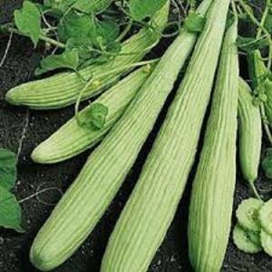 What is lagenaria: useful properties and interesting facts about the plant