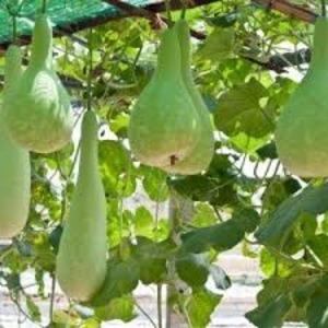 What is lagenaria: useful properties and interesting facts about the plant