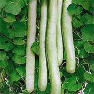 What is lagenaria: useful properties and interesting facts about the plant