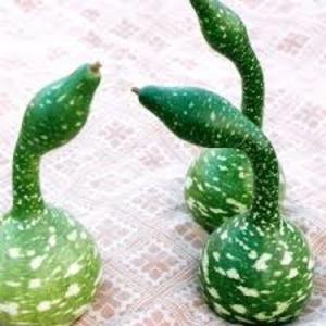 What is lagenaria: useful properties and interesting facts about the plant