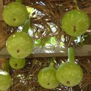 What is lagenaria: useful properties and interesting facts about the plant