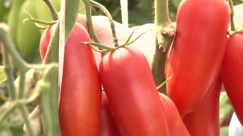 A treat from the garden for real gourmets: tomato Tsar's temptation