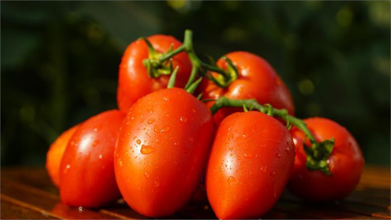 A treat from the garden for true gourmets: tomato Tsar's temptation