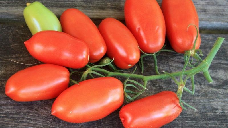 A treat from the garden for real gourmets: tomato Tsar's temptation